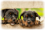 Vergleich Hundeversicherung Hundeversicherungen Online